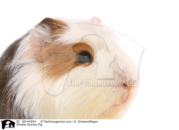 Sheltie Guinea Pig / SS-44554