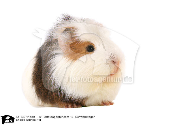 Sheltie Guinea Pig / SS-44559