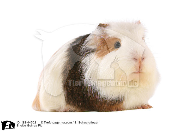Sheltie Guinea Pig / SS-44562