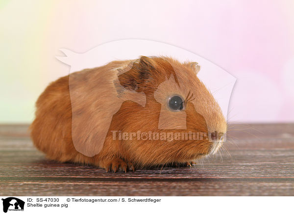 Sheltie guinea pig / SS-47030