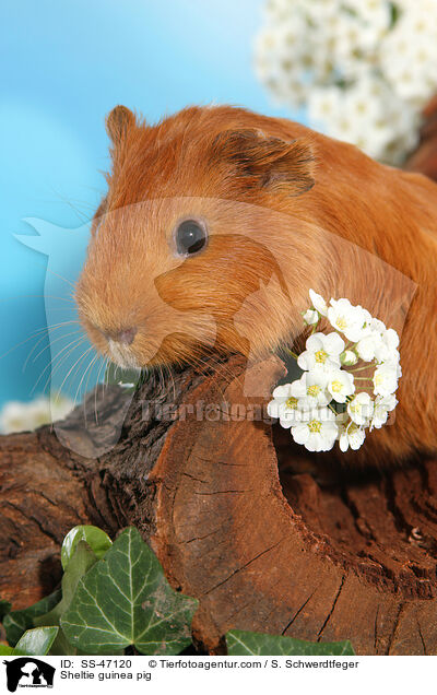 Sheltie guinea pig / SS-47120