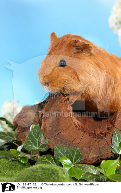 Sheltie guinea pig / SS-47122