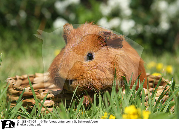 Sheltie guinea pig / SS-47165
