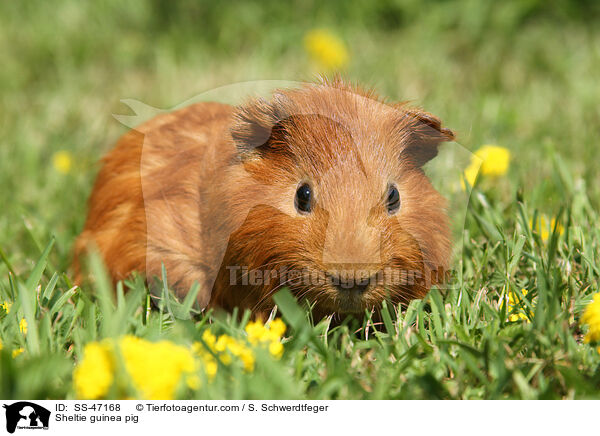 Sheltie guinea pig / SS-47168