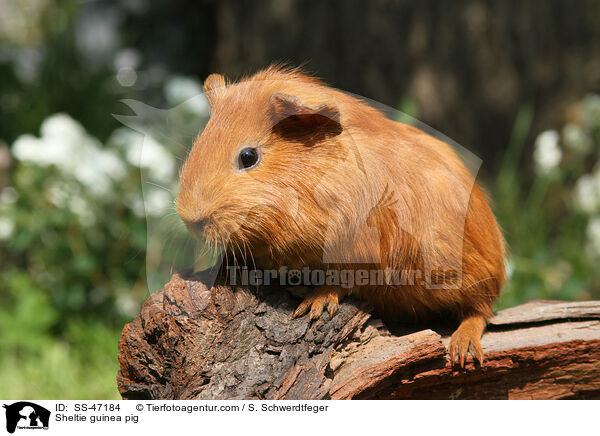 Sheltie guinea pig / SS-47184