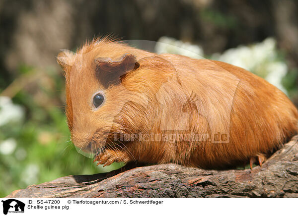 Sheltie guinea pig / SS-47200