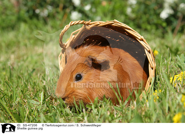 Sheltie guinea pig / SS-47206