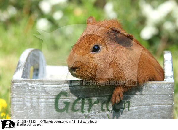 Sheltie guinea pig / SS-47213