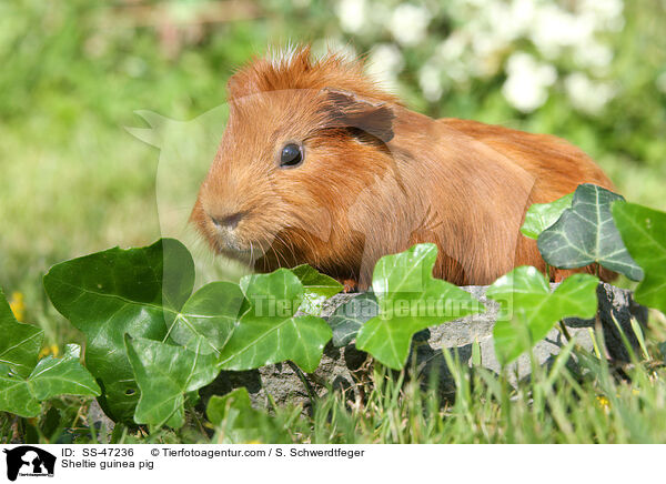 Sheltie guinea pig / SS-47236