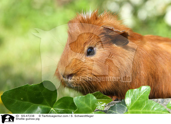 Sheltie guinea pig / SS-47238