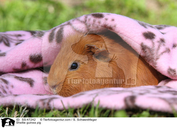 Sheltie guinea pig / SS-47242