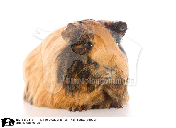 Sheltie guinea pig / SS-53154