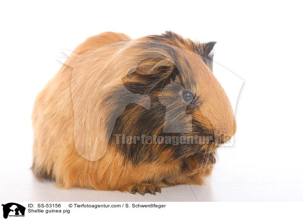 Sheltie guinea pig / SS-53156