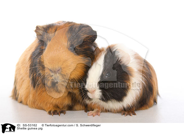 Sheltie guinea pig / SS-53162