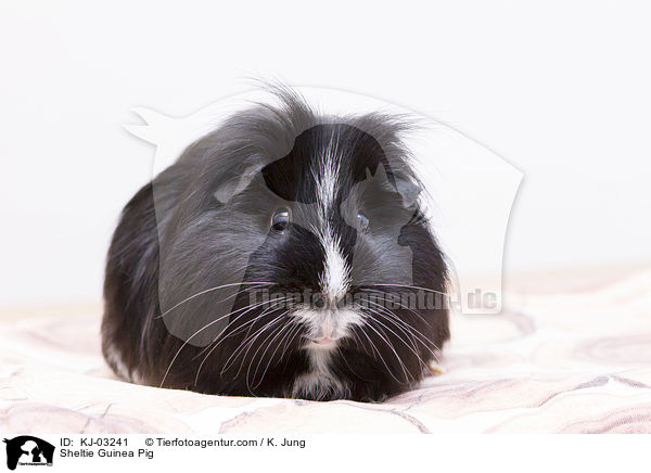 Sheltie Guinea Pig / KJ-03241