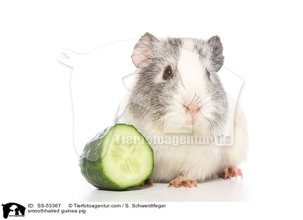 smoothhaired guinea pig / SS-53367