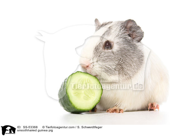 smoothhaired guinea pig / SS-53368