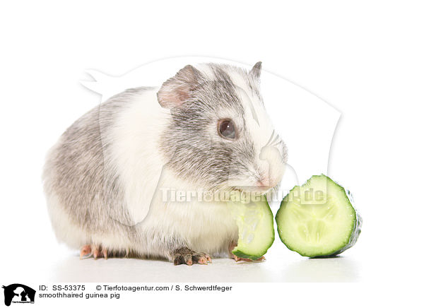 smoothhaired guinea pig / SS-53375