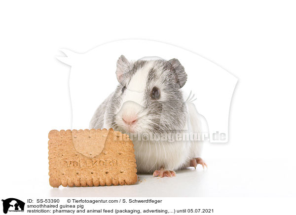 smoothhaired guinea pig / SS-53390