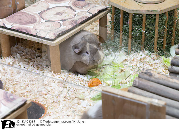 smoothhaired guinea pig / KJ-03387