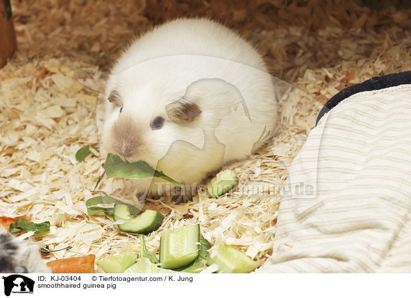 smoothhaired guinea pig / KJ-03404