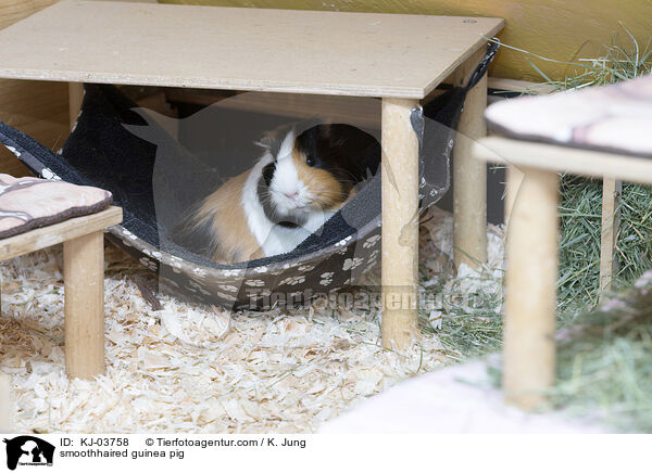 smoothhaired guinea pig / KJ-03758