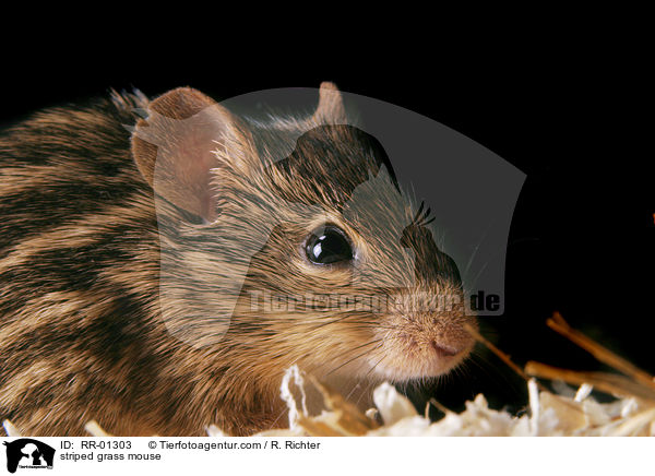 Streifengrasmaus / striped grass mouse / RR-01303
