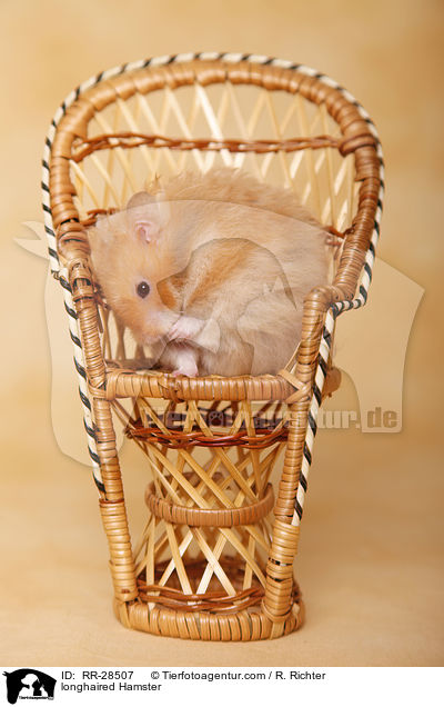 longhaired Hamster / RR-28507