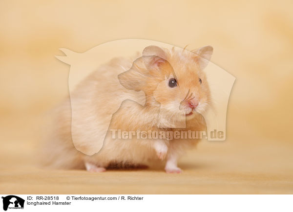 longhaired Hamster / RR-28518
