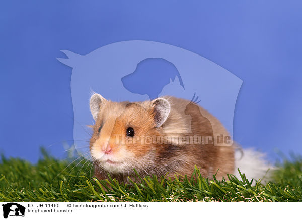 longhaired hamster / JH-11460