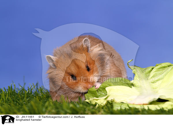 longhaired hamster / JH-11461