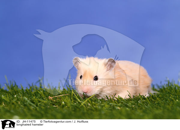 longhaired hamster / JH-11475