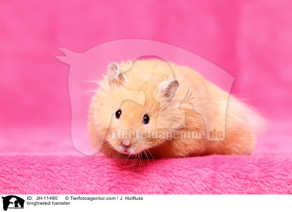 longhaired hamster / JH-11480