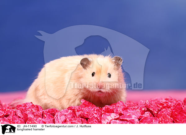longhaired hamster / JH-11490