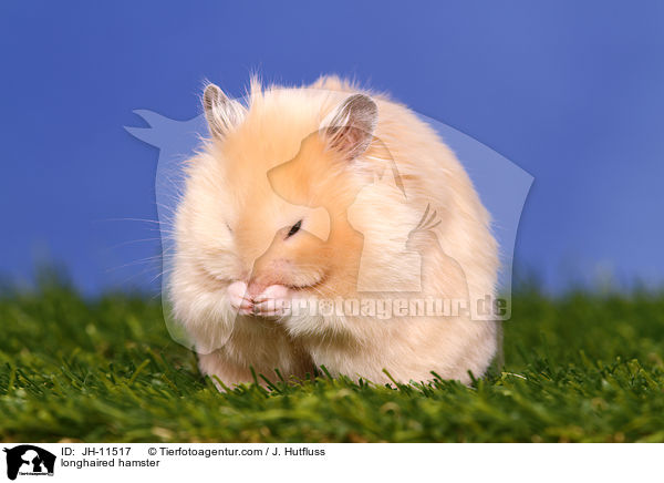 longhaired hamster / JH-11517