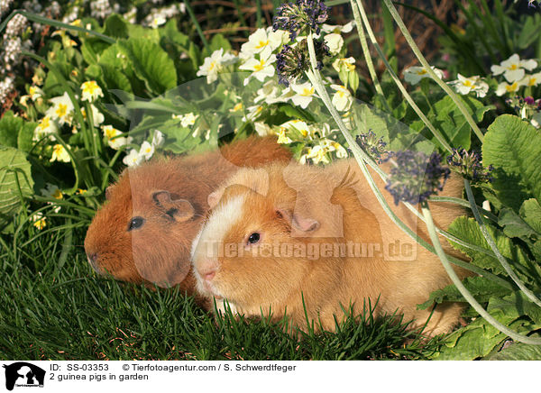 2 guinea pigs in garden / SS-03353