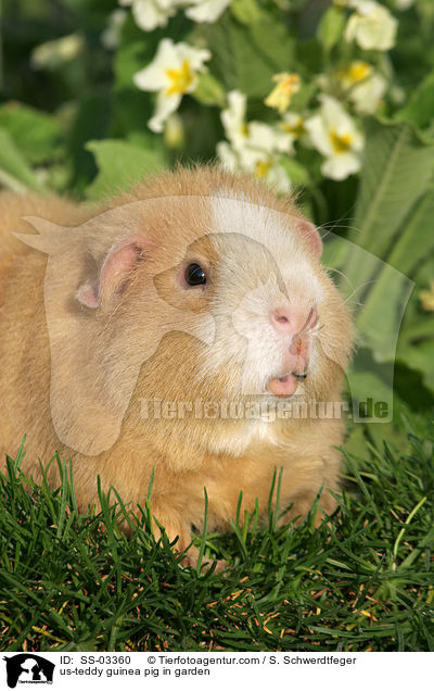 us-teddy guinea pig in garden / SS-03360