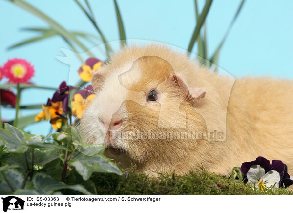 us-teddy guinea pig / SS-03363