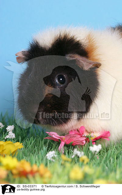 us-teddy guinea pig / SS-03371