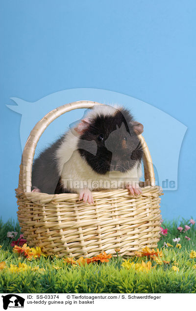 us-teddy guinea pig in basket / SS-03374
