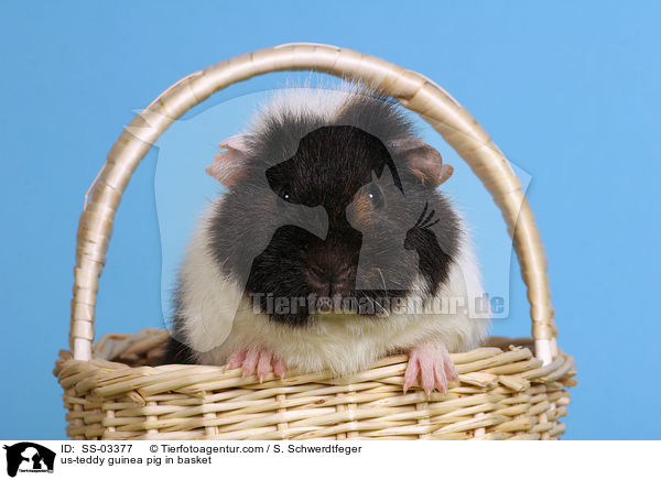 us-teddy guinea pig in basket / SS-03377