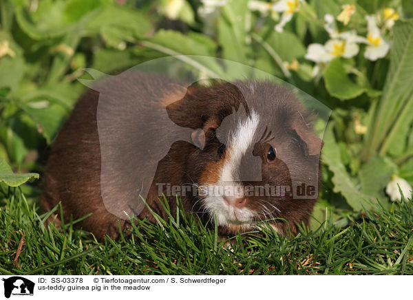 us-teddy guinea pig in the meadow / SS-03378