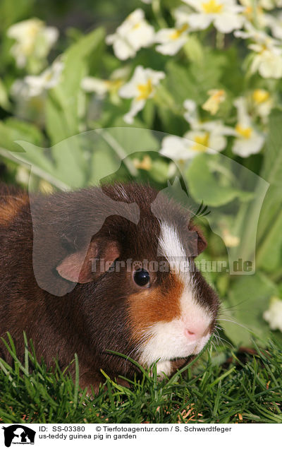 us-teddy guinea pig in garden / SS-03380