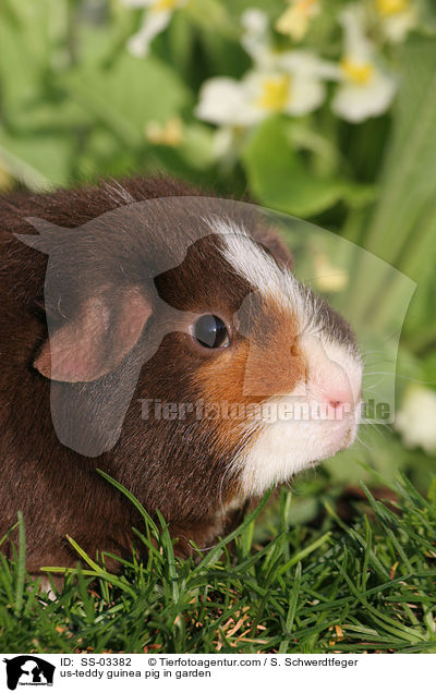 us-teddy guinea pig in garden / SS-03382