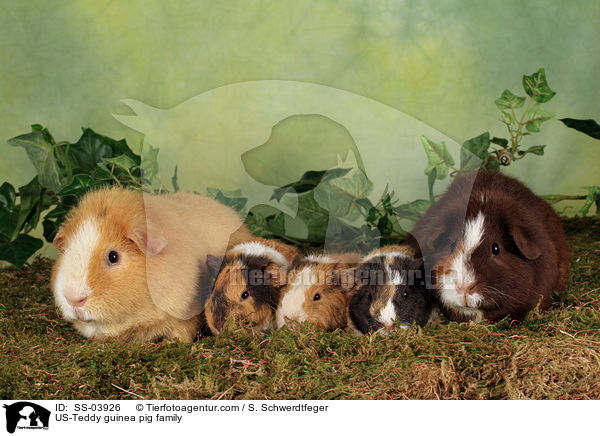 US-Teddy guinea pig family / SS-03926