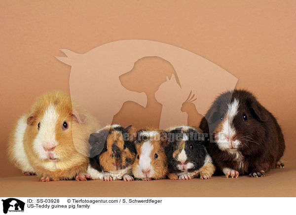 US-Teddy guinea pig family / SS-03928