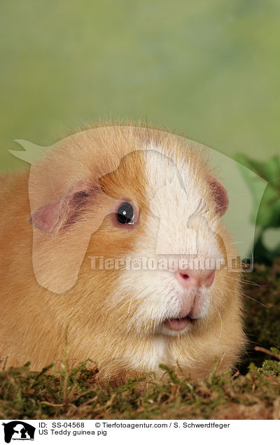 US Teddy guinea pig / SS-04568