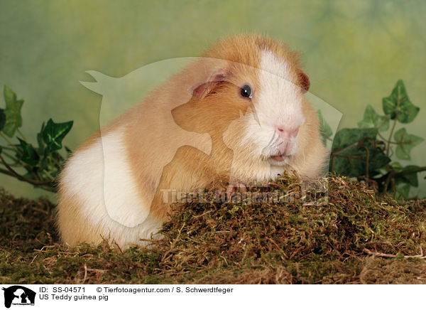 US Teddy guinea pig / SS-04571