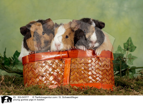 young guinea pigs in basket / SS-04577