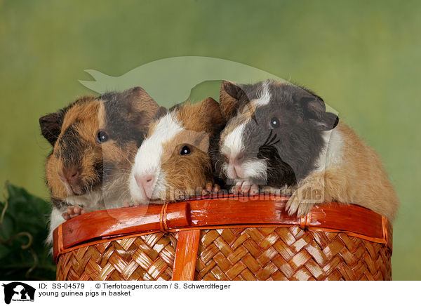 young guinea pigs in basket / SS-04579